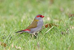 Red-browed Firetail